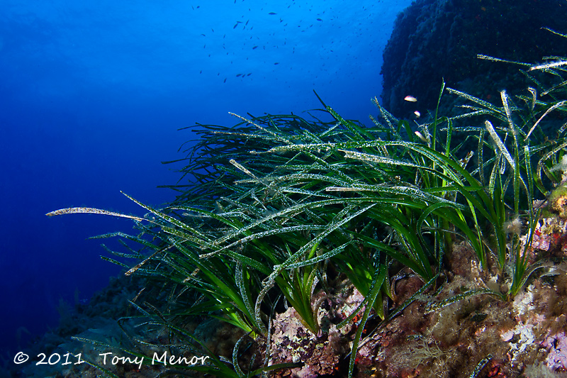 mediterraneo