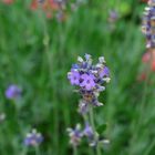 Mediterranes Blümchen ...