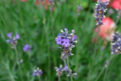 Mediterranes Blümchen ...