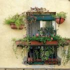 mediterranes Blumenfenster