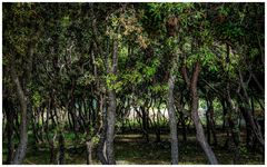 Mediterranes Wäldchen