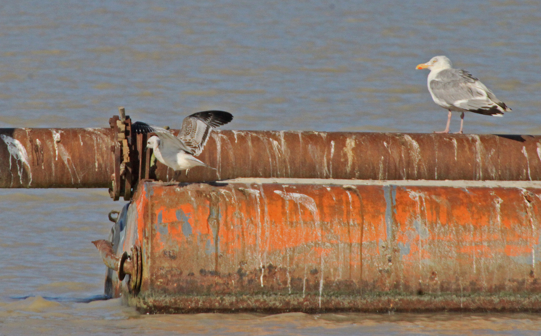 Mediterranian, juv.