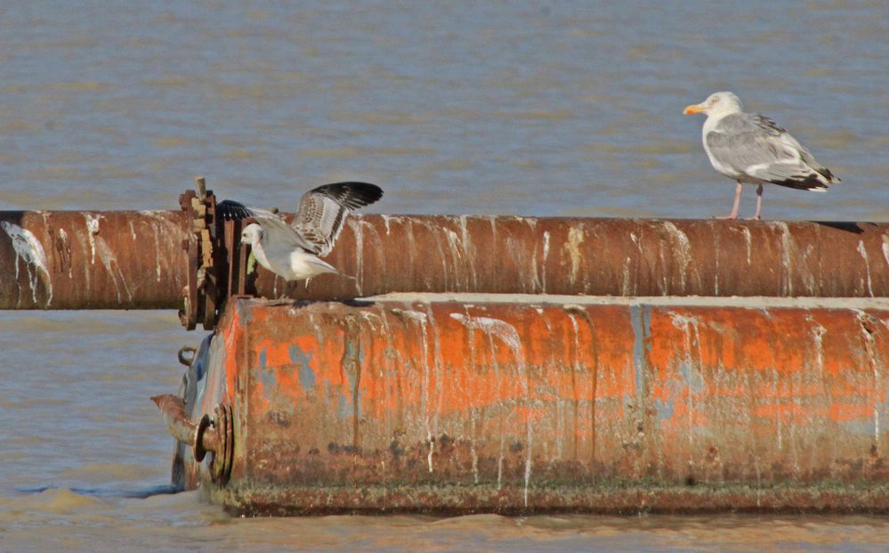 Mediterranian, juv.