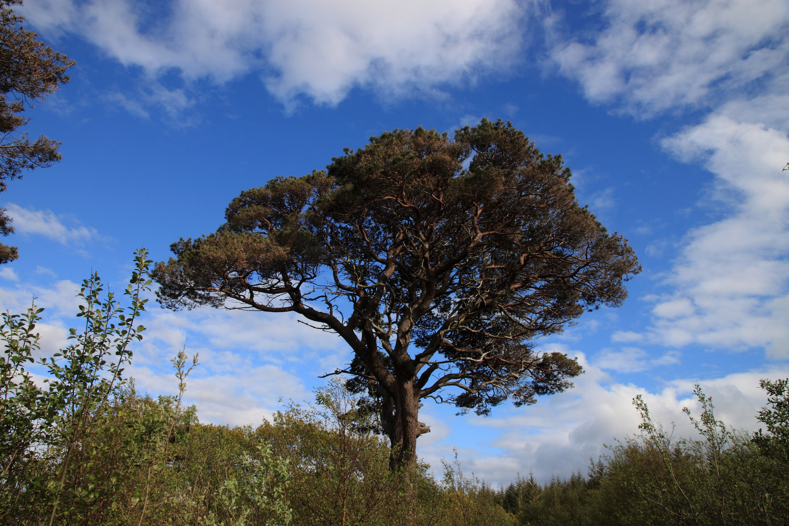 'Mediterrenean' Scotland