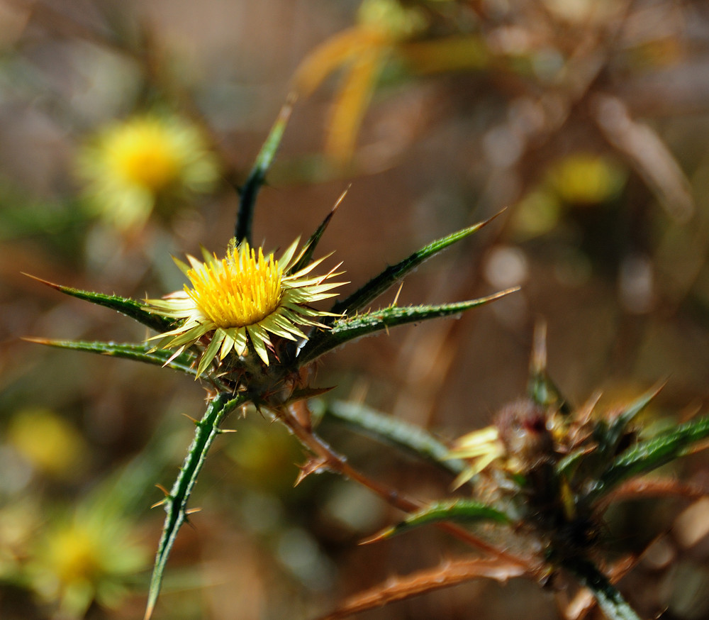 mediterrenian wind (1)