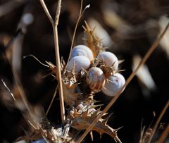 mediterrenian wind (2)