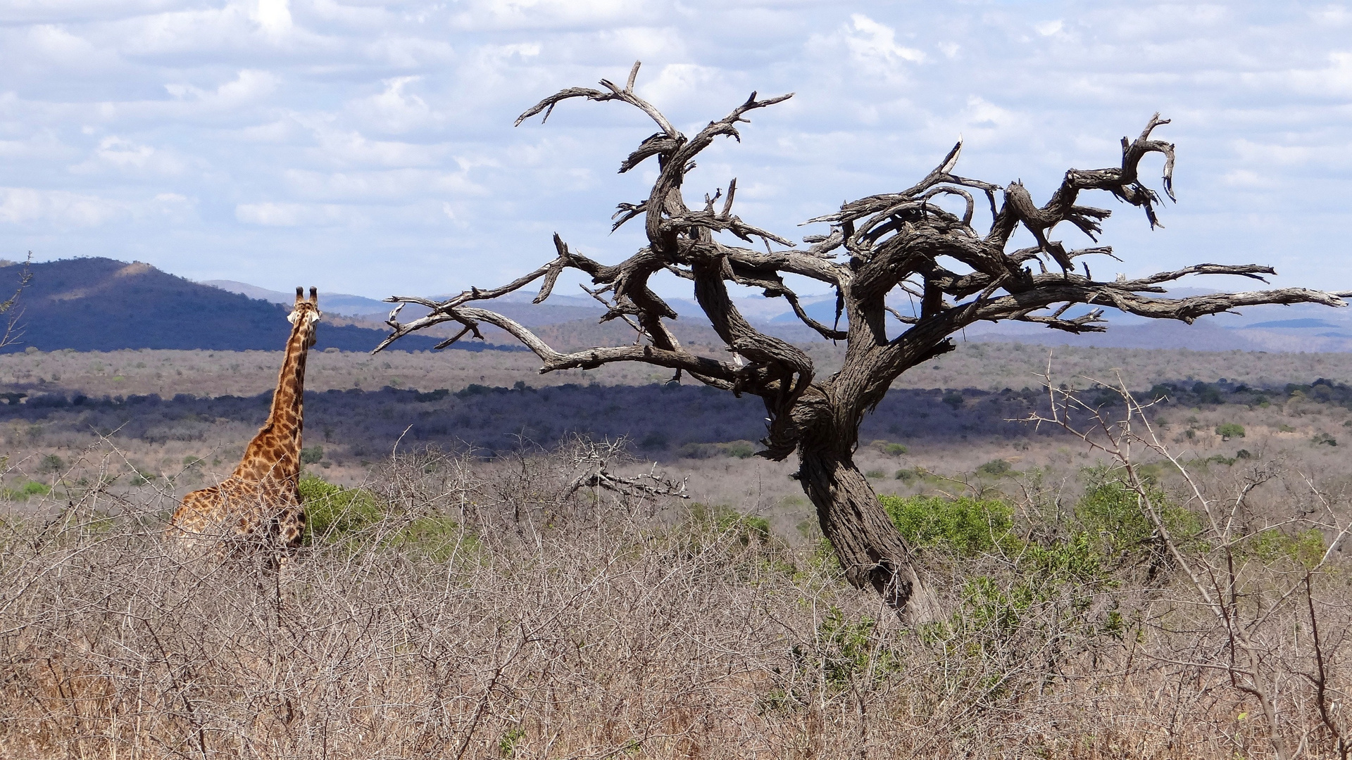 Meditierende Giraffe