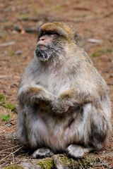 meditierender Primat