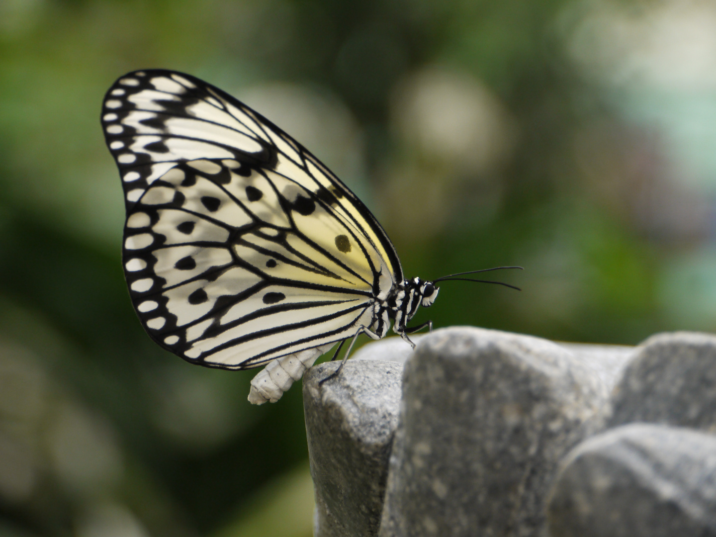 meditierender Schmetterling