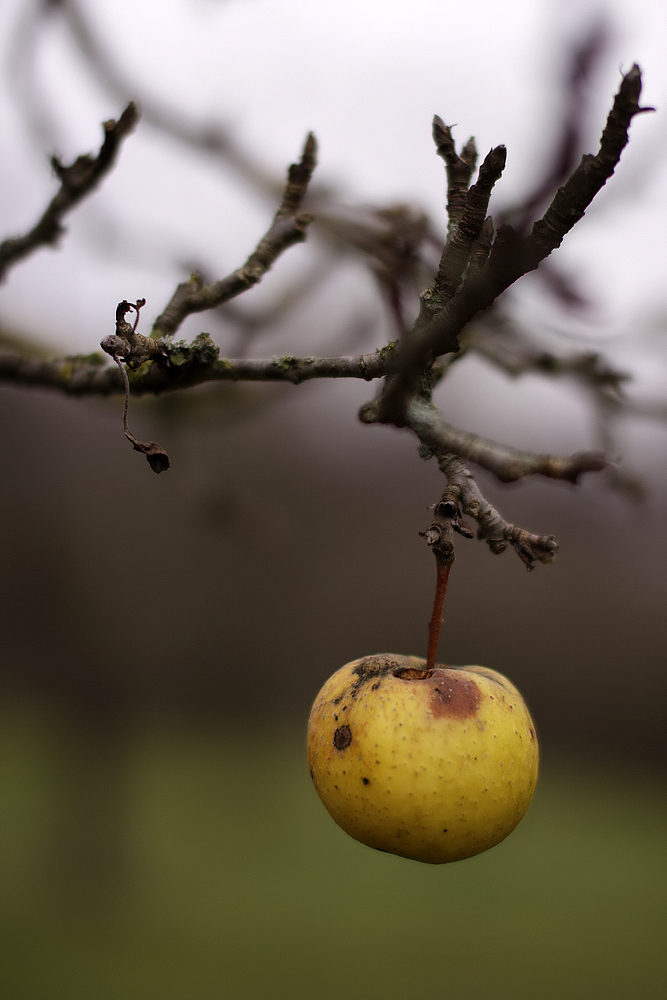 medizinbaum