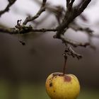 medizinbaum