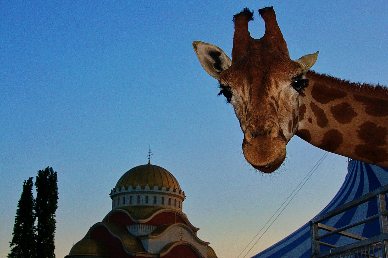 Medrano Circus in Bucharest (1)