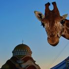 Medrano Circus in Bucharest (1)