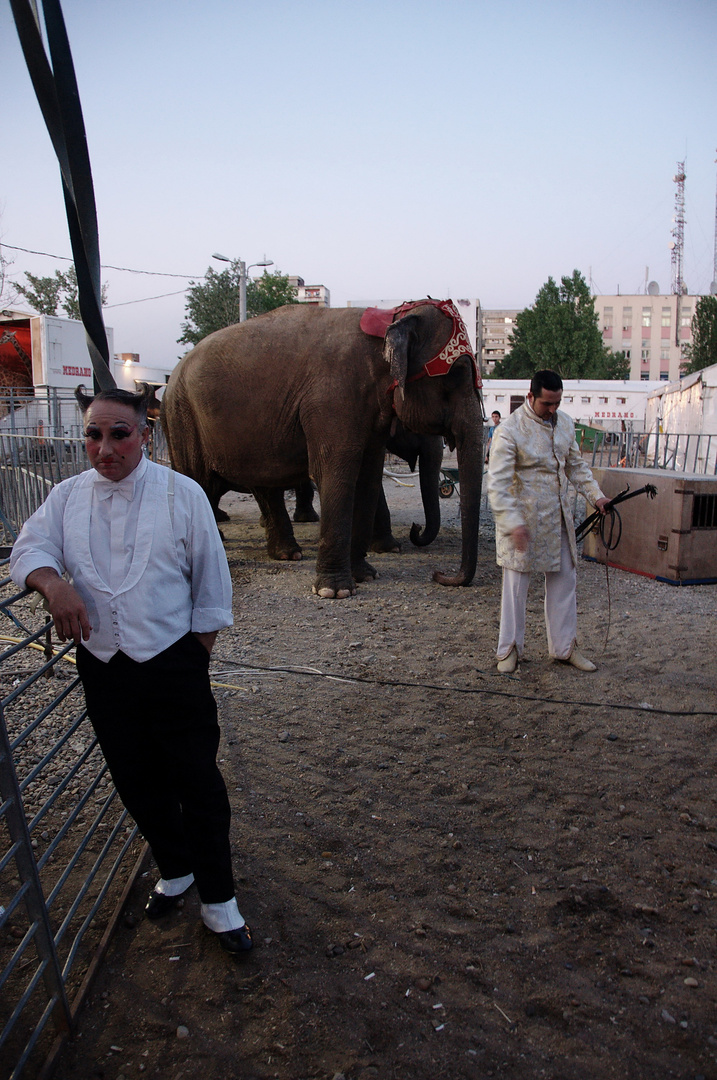 Medrano Circus in Bucharest (2)
