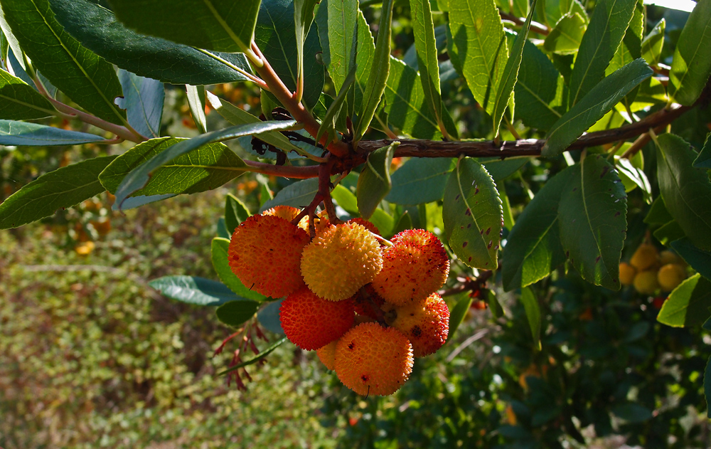 Medronho