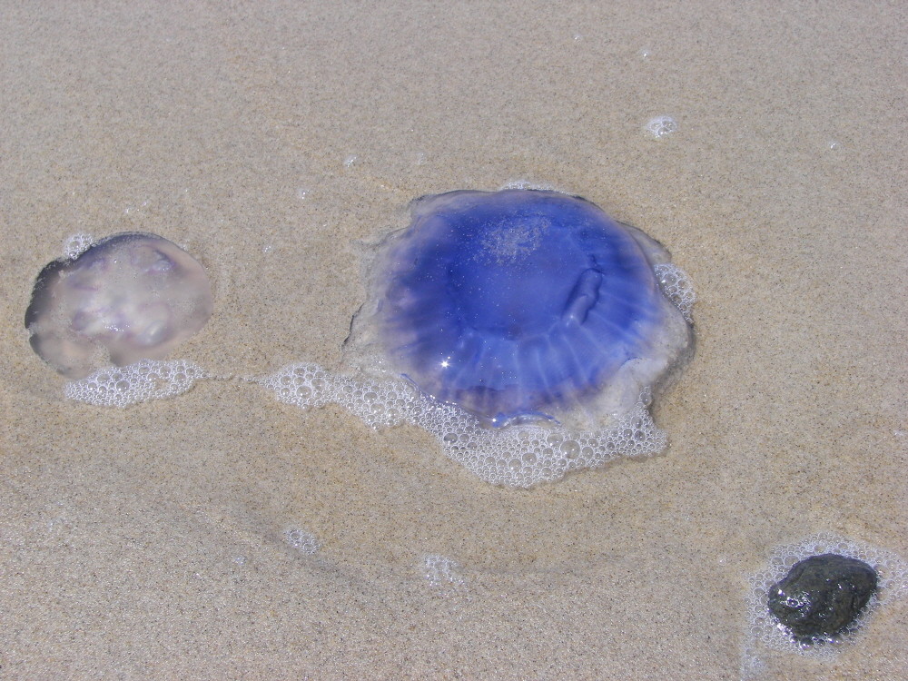 Medusa Azul