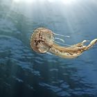 medusa (Bearbeitung Reinhard)