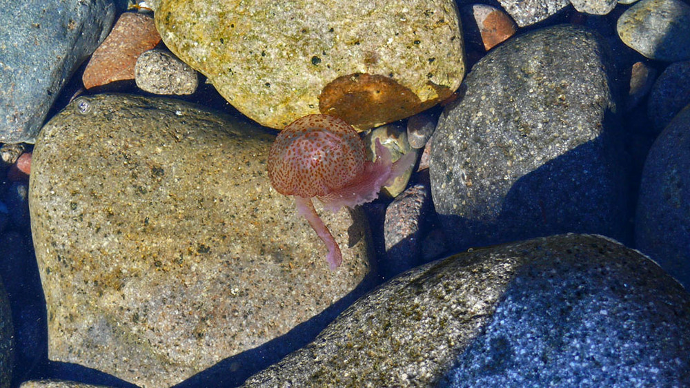 Medusa in acqua ----Qualle im Wasser