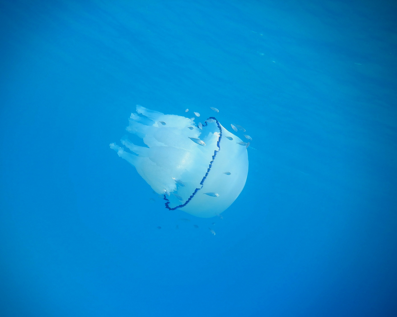 Medusa polmone di mare (Rhizostoma pulmo)