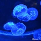 medusas:)