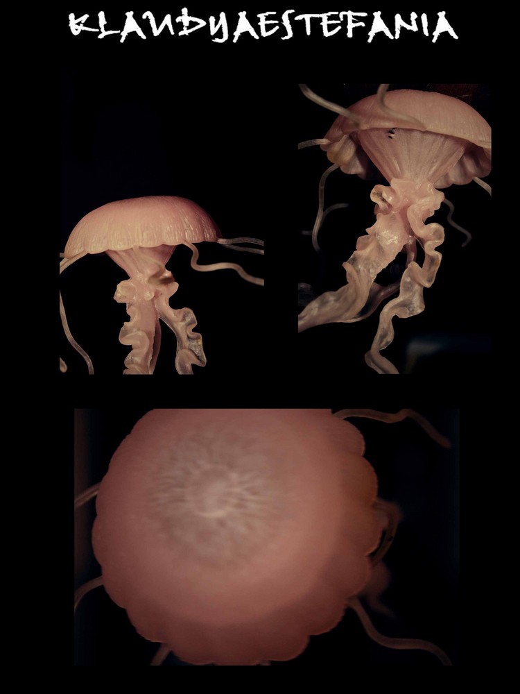 medusas