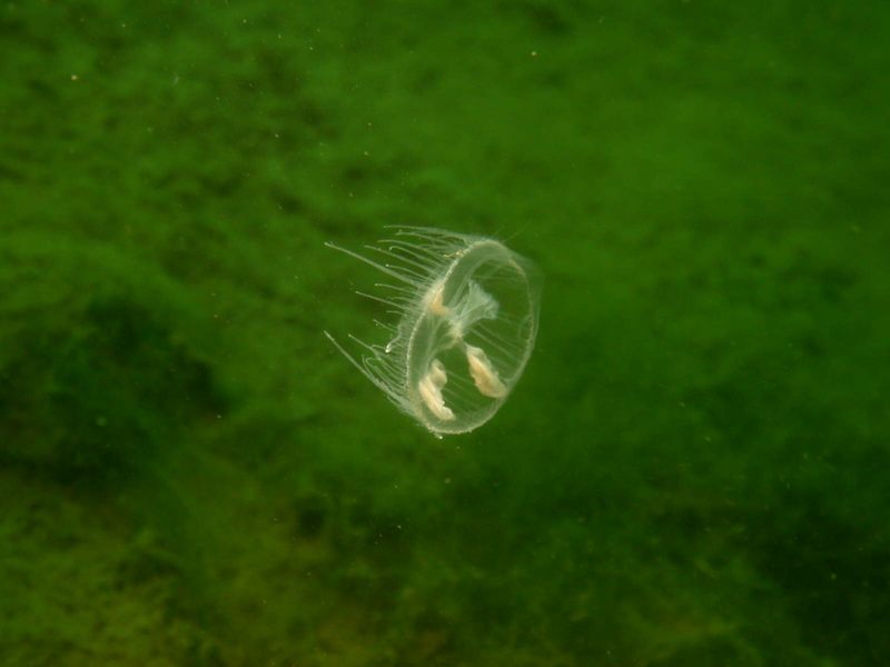 Meduse 01