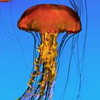 meduse