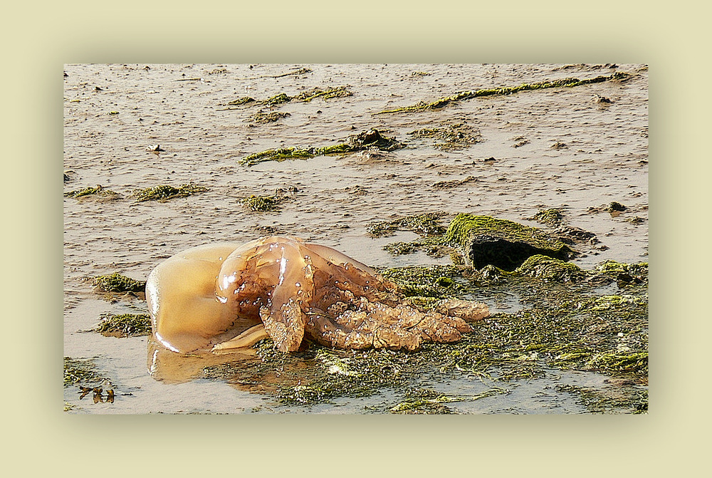 Méduse à ras d'eau...