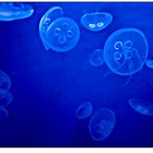 meduse (acquario di genova)