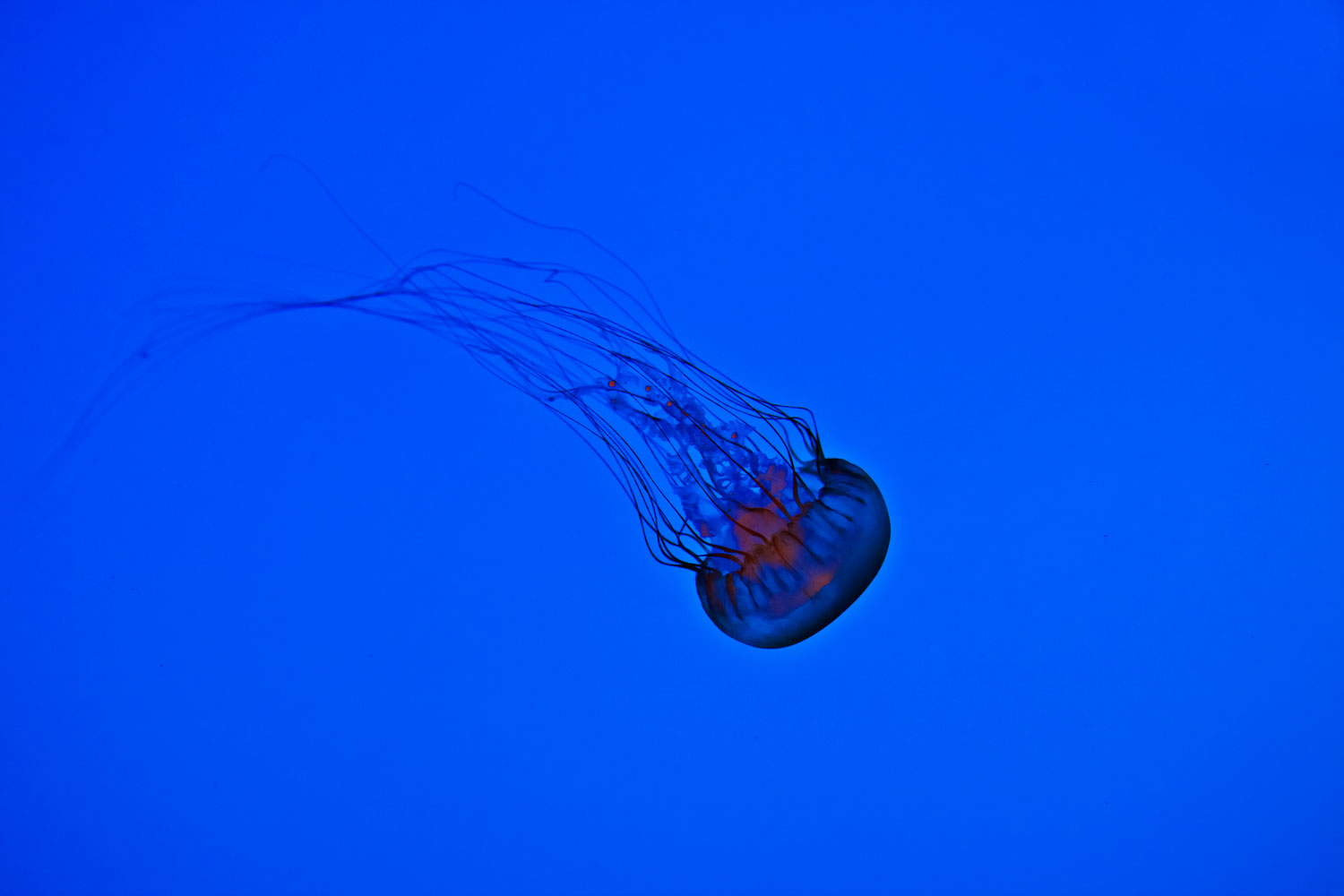 Meduse