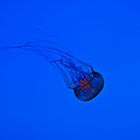 Meduse