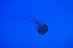 Meduse