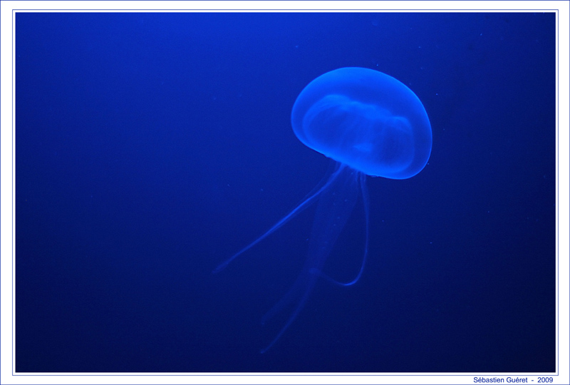 Méduse dans le Grand Bleu