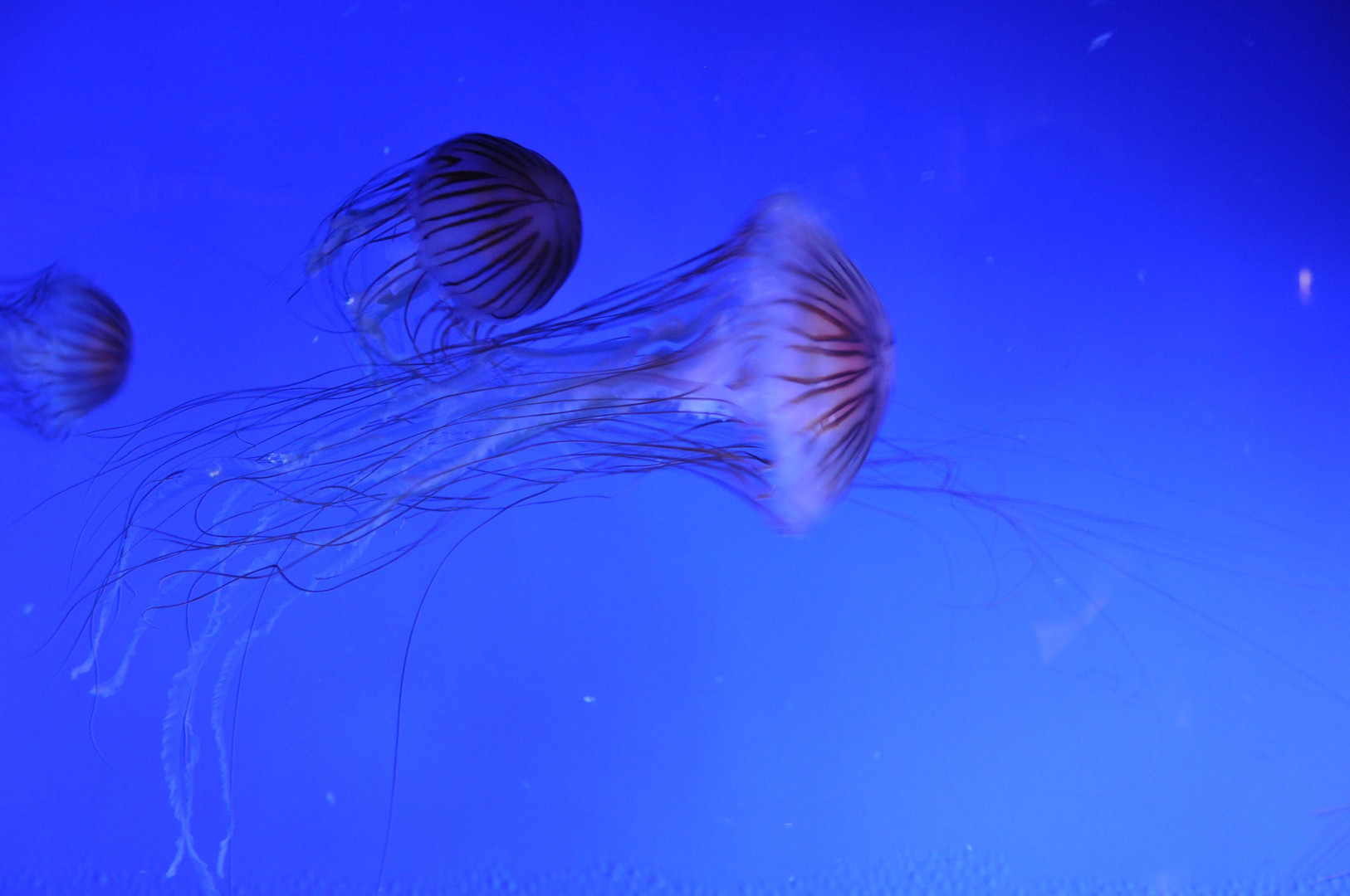 meduse in acquario