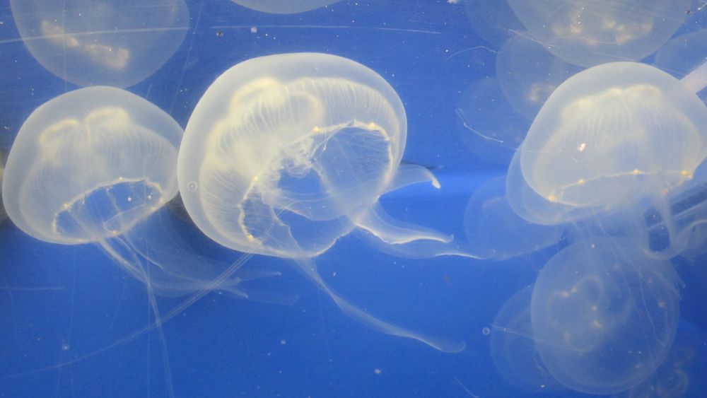 ..Méduse prise au musée de la mer à Dieppe..