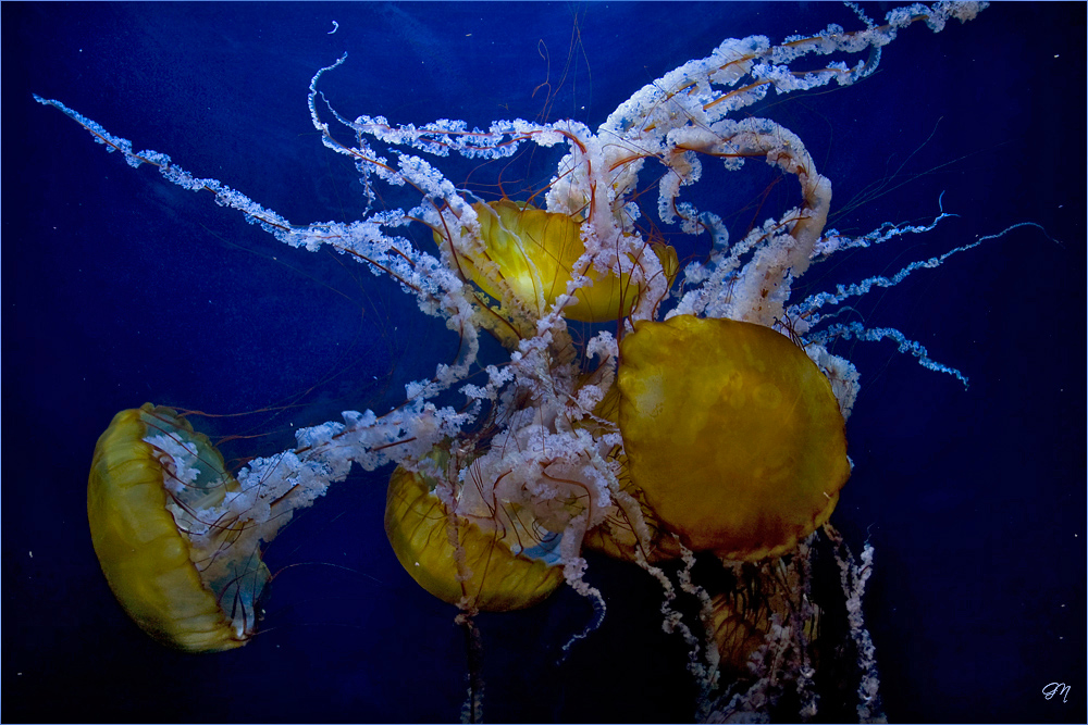 Medusen