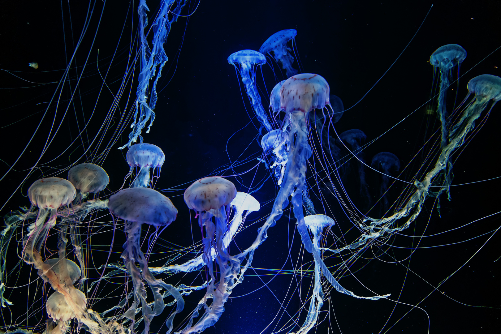 Medusen