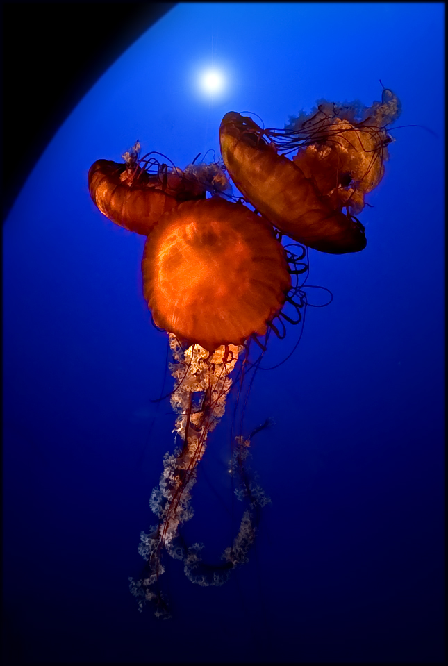 Medusenmenuett à trois