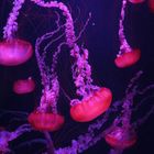 meduses a Dubai