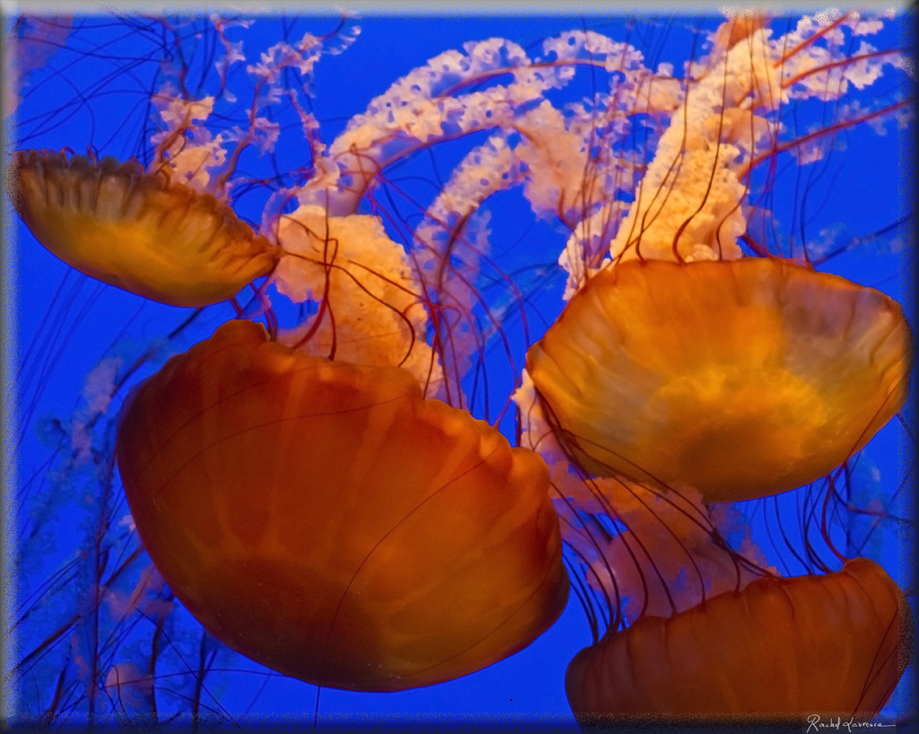 Méduses - Aquarium de Monterey - Californie