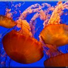 Méduses - Aquarium de Monterey - Californie