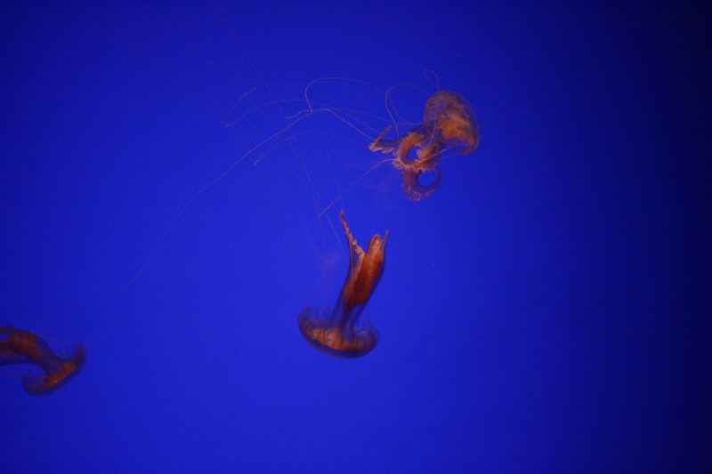 medusitas