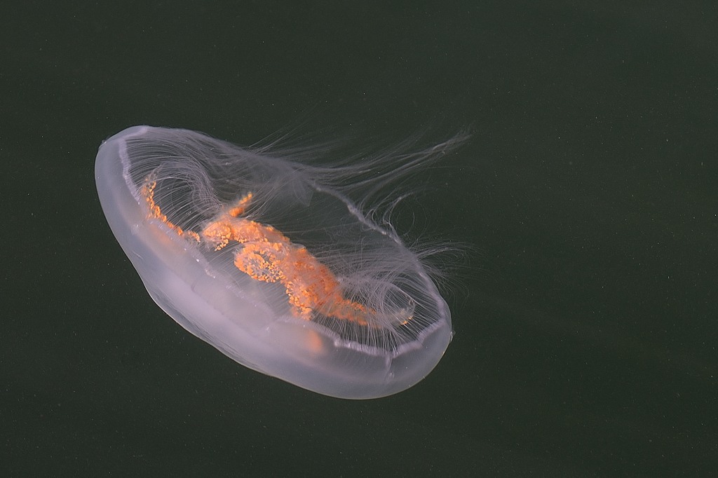 Medusozoa