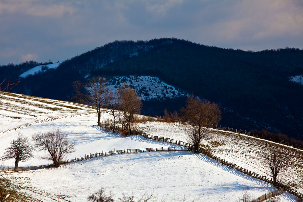 Medvednik