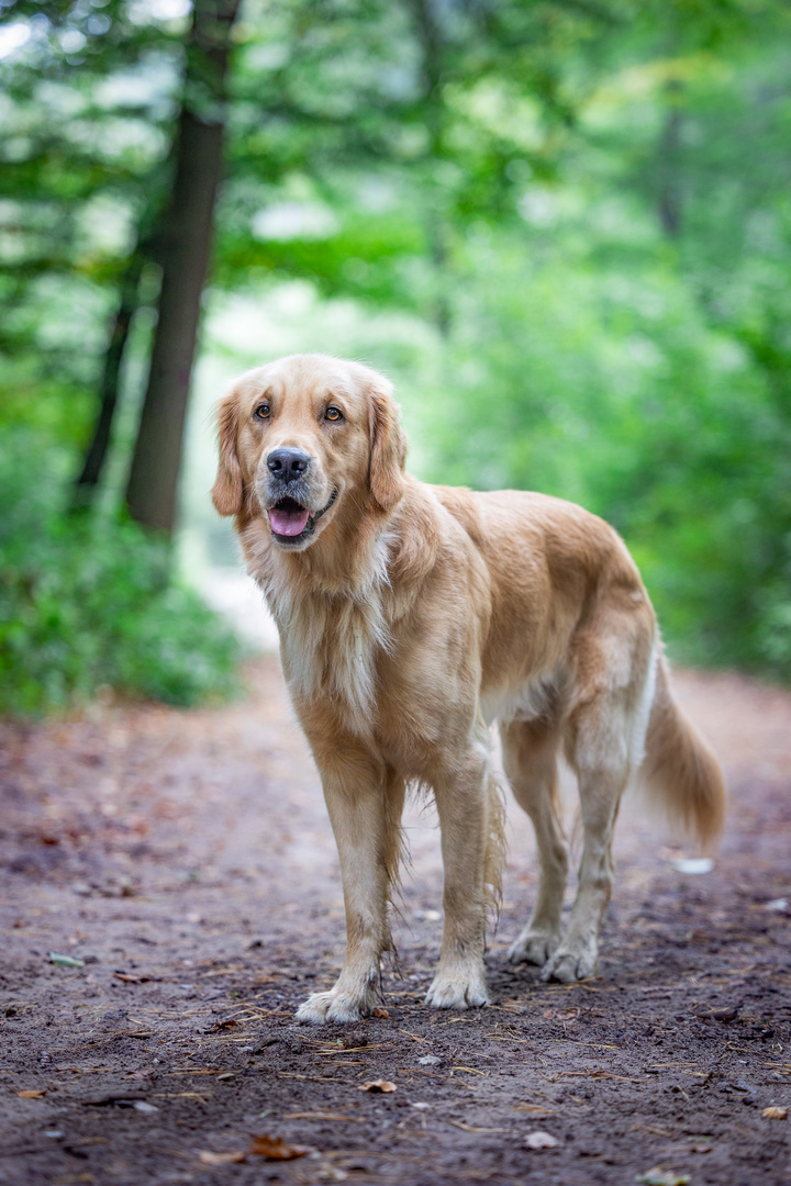 Meeko der Goldene