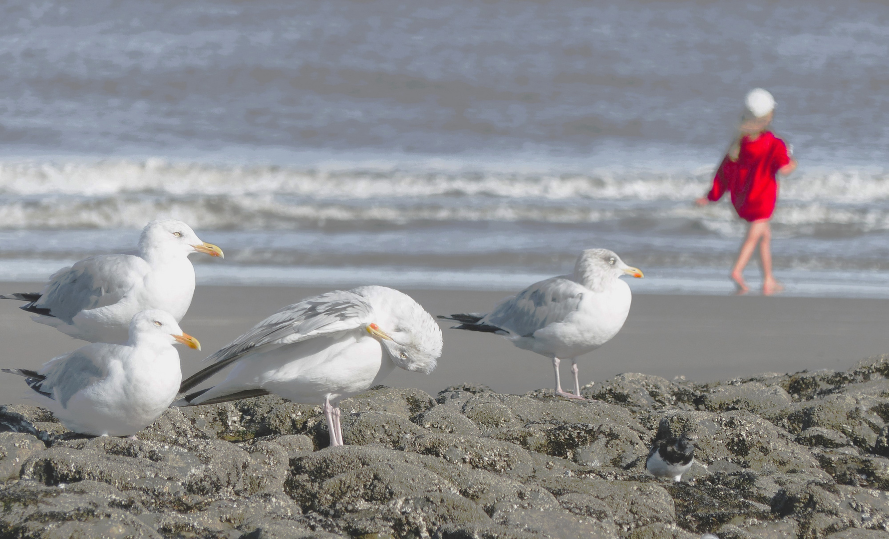 Meer-affin. Wangerooge