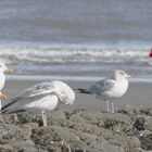 Meer-affin. Wangerooge