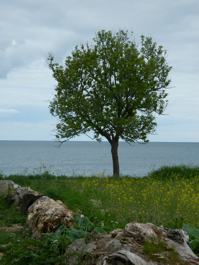 Meer auf Fehmarn