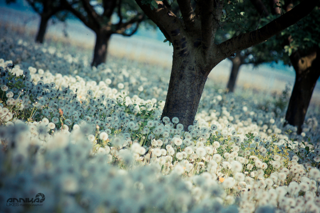 meer aus pusteblumen