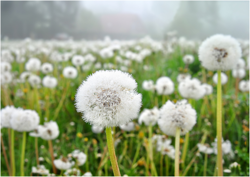 Meer aus Pusteblumen im Morgentau